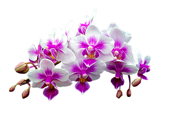 kwiaty png - orchidea.png