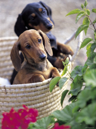 Różne - Dogs-Two-Miniature-Short-Hair-Dachshunds-in-Basket-Photographic-Print-C130605601.jpg